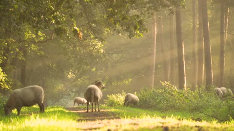 Sheep morning sunray free