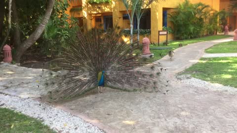 Male peacock dance and making fake sex sounds, but the female is not impressed yet. Part 2.