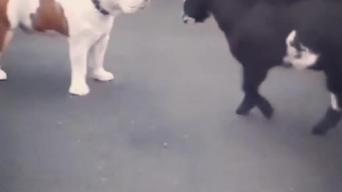 Goat and dog fight