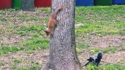 birds chase squirrels on trees funny video
