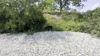 Cane Corso Dog exploring the beach 🌊🪨