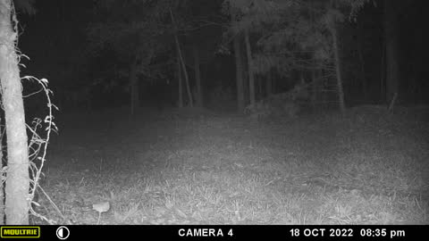 Deer On Trail Camera