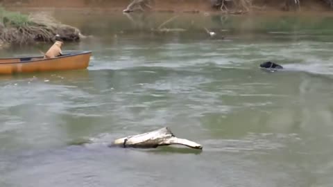 🐶Heroic Labrador Rescues Two Dogs Trapped in Canoe ❤️