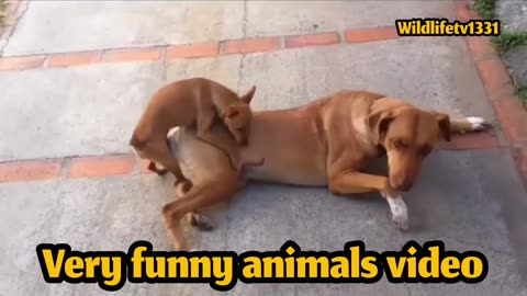 A Little Dog | Very Funny Sex Video With | A Big Dog |