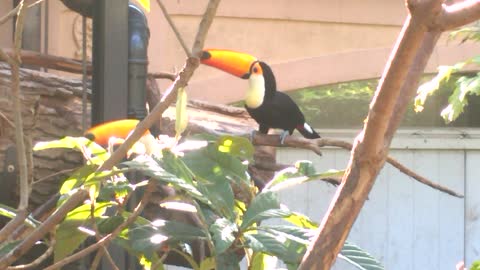 Dueling Toucans