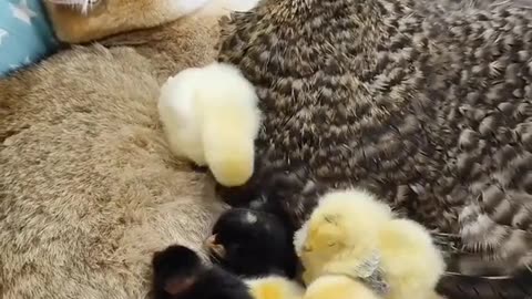 "Unlikely Friends: The Heartwarming Bond Between a Cat and a Hen"