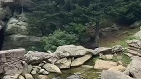 Bear bear bathing in a mountain quarry