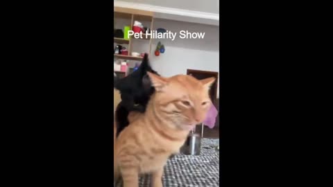 😂😸The Great Comedy Cats | 😸😂funny animals world | funny cats😸 | funny animal😂 videos-2023😸😂