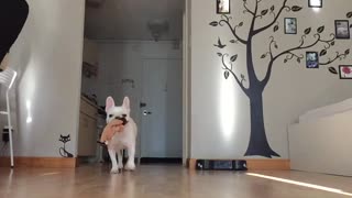 Applying slow motion effect for a French bulldog