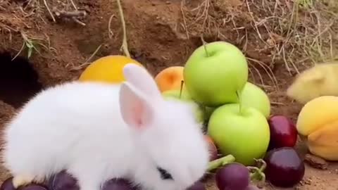 Super cute fat Rabbit