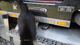 BIG RIG KITTY