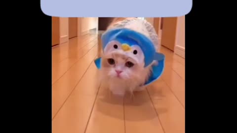 Cat video |cute cat video |cat short video