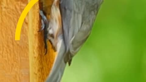 Bird made nest for eggs