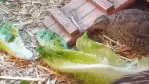 Quail enjoying some sweet green snacks