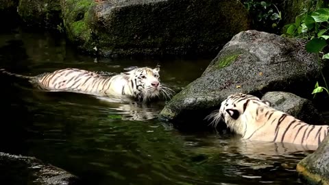 Tiger fight _ Animal _ Wild _ Jungle _ No copyright Video
