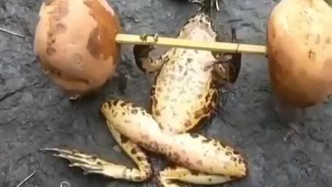 Even frogs take care of their health