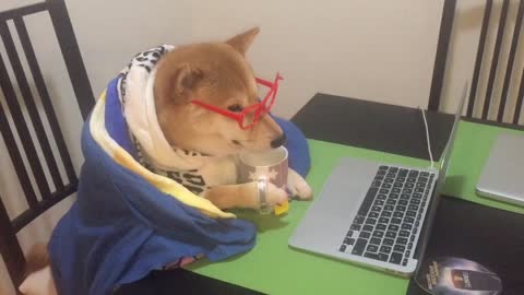 Shiba Inu spends cold nights watching viral videos