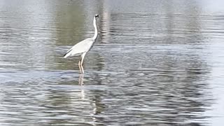 Gray Heron Surfs On Hippo