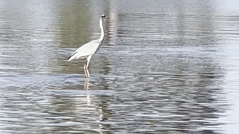 Gray Heron Surfs On Hippo