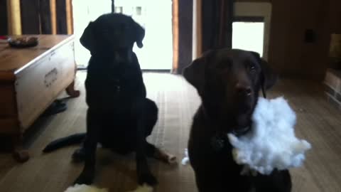 Labrador Rats Out Sibling For A Fluffy Mess