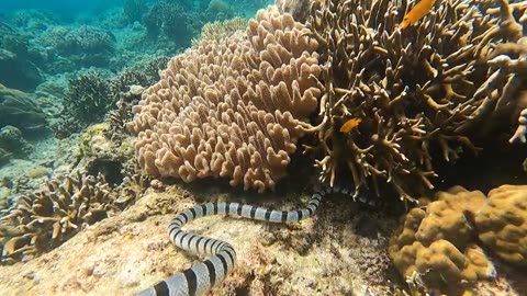sea snake, sea snake swimming, sea snake facts, sea snake hunting