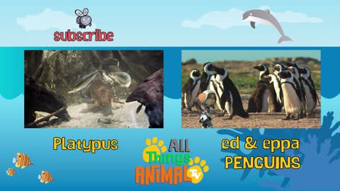 * SEA ANIMALS * | Animals For Kids | All Things Animal TV