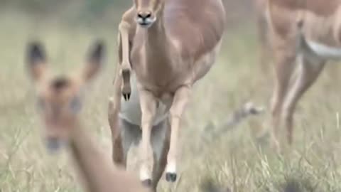 Running deers