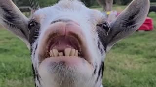 Happy Goat Has Glowing Smile
