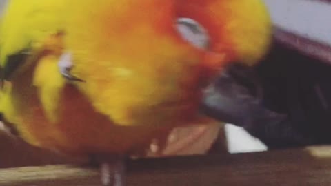 Sun Conure - Mcdull