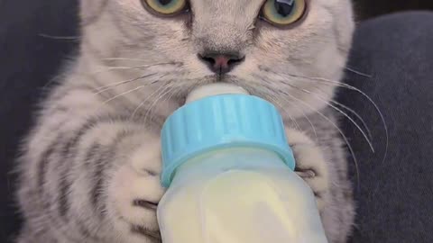 Why is the kitten still babbling when drinking milk