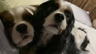 Kisses & Hugs Cavalier King Charles