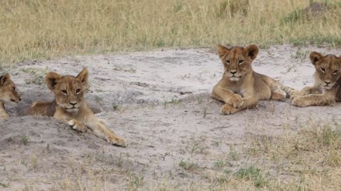 Cecil the Lion's adorable cubs