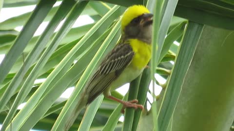 Baya weaver bird