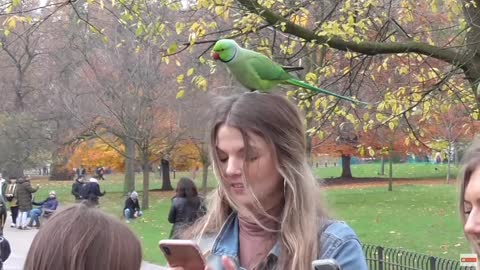 PARAKEETS LAND ON YOUR HEAD LONDON 23/11/2019
