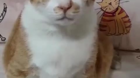 Funny Pets - Cat can keep eggs on head long