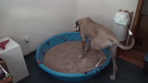Indoor Dog Litter Video