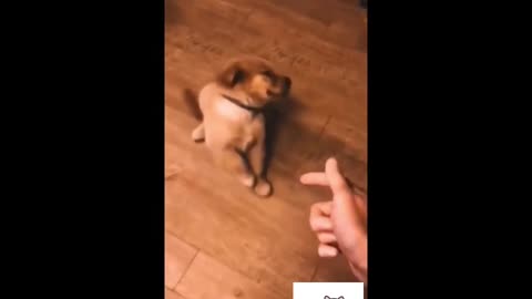 Yes.. Im die 🐶 . Funny dog compilation 2021