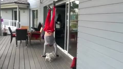 Dog Follows Owner Doing Handstands