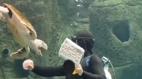 Sea turtle launches attacks on a scuba diver cleaning his tank only to be foiled time and time again