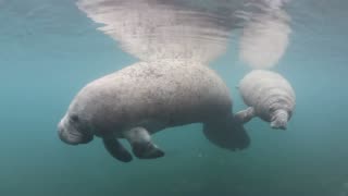 Curious Baby Manatee 😍