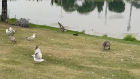 Geese seagulls and ducks in beach of lake