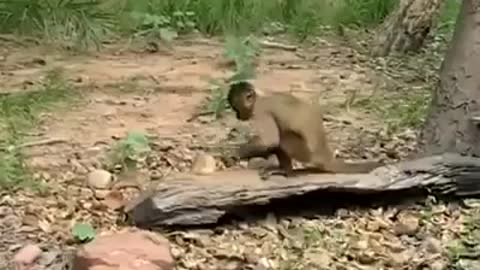 Talent Monkey