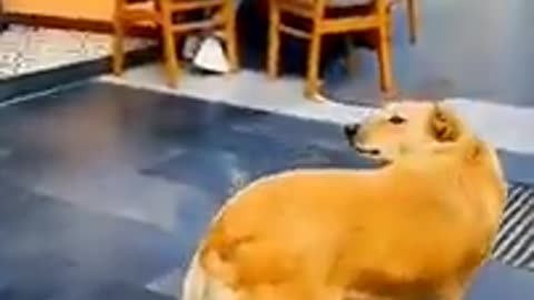 Funny Dogs And Cats Videos "Pawsitively Hilarious: Dogs and Cats Gone Wild!"