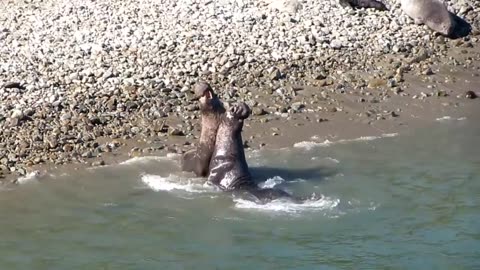 Elephant seal fight for alpha status on Feb. 1, 2014