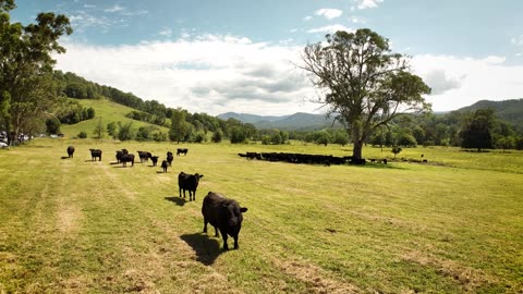 Hunter Valley Family Farm - The Arrival Story