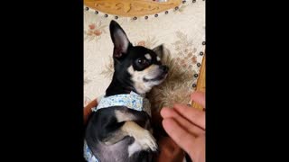 Cute Chihuahua Dog Asking For Tummy Massage