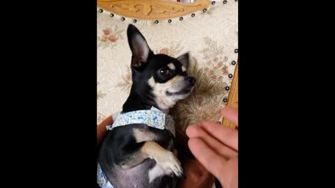 Cute Chihuahua Dog Asking For Tummy Massage