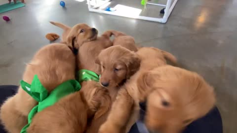 Bailey x Willie - Purebred Golden Retriever Puppies! 🐾 Week Seven