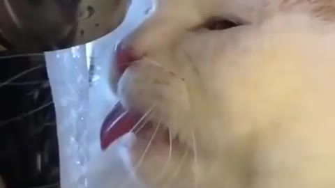 kitten loves to drink water super cute cat