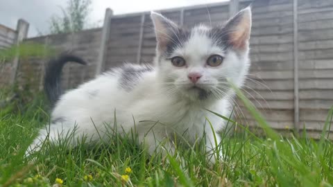 Graceful White Cat Frolicking on Lush Green Grass